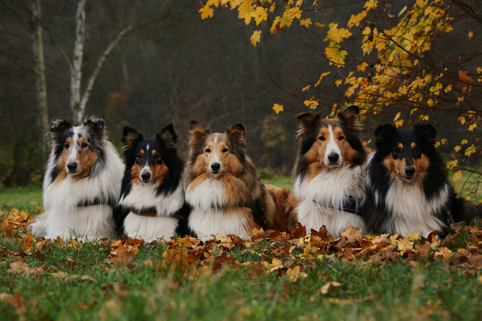 Fünf mal Langhaarcollie