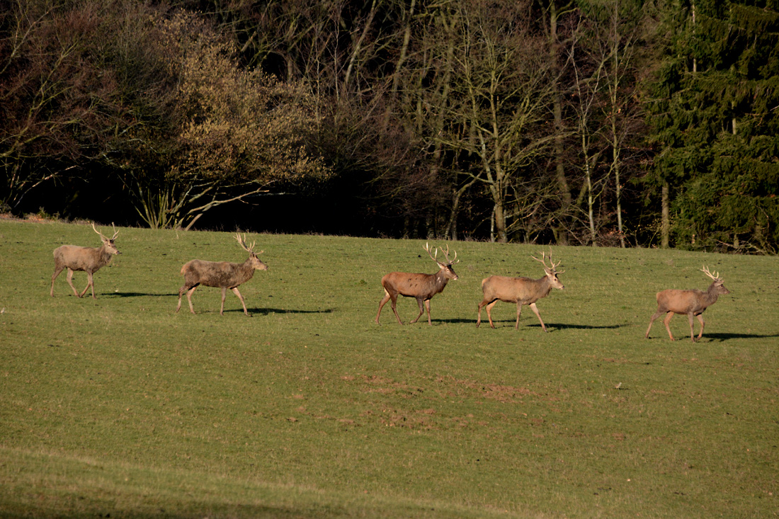 Fünf mittelstarke Hirsche im Gänsemarsch