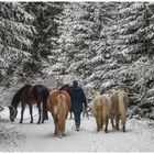 Fünf Pferde im Wald