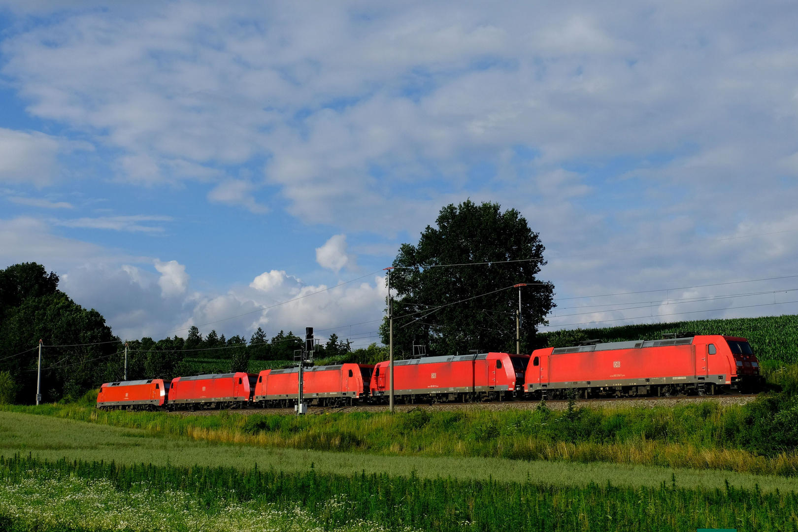  fünf Rote im Grünen