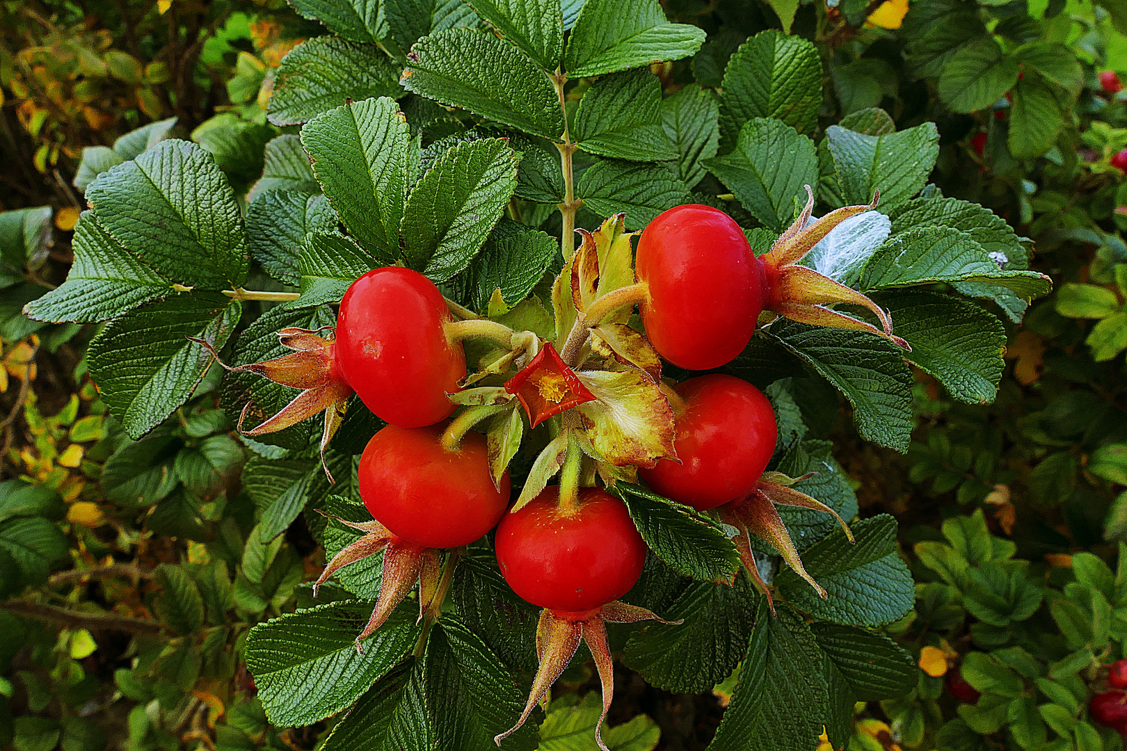 fünf rote Kugeln