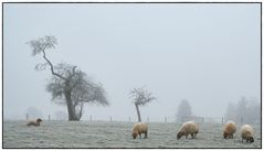 fünf Schafe in der Kälte
