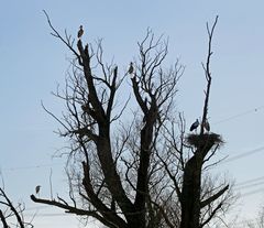 Fünf Störche und ein Silberreiher