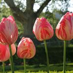 Fünf Tulpen