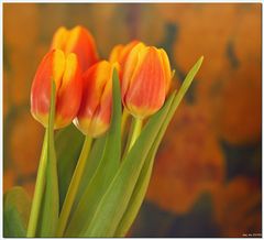 Fünf Tulpen................