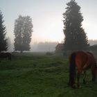 Fünf Uhr Morgens...