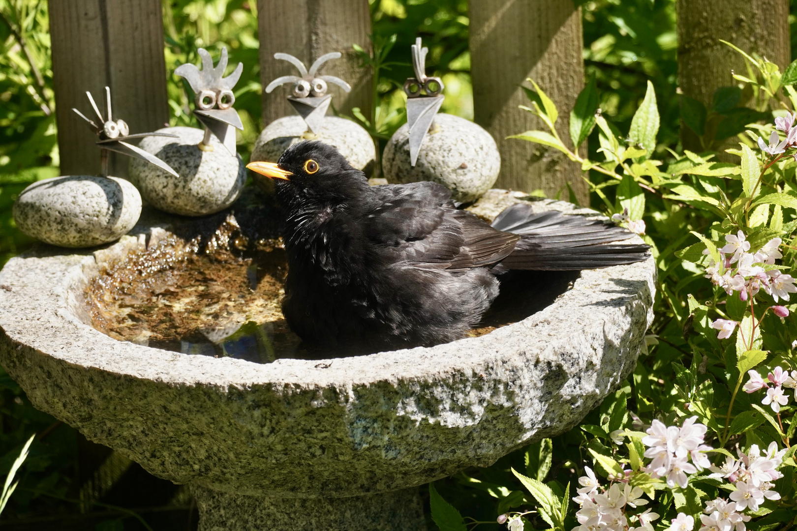 Fünf Vögel und ein Vogelbad