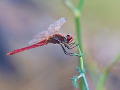 Fünfbein - Frühe Heidelibelle