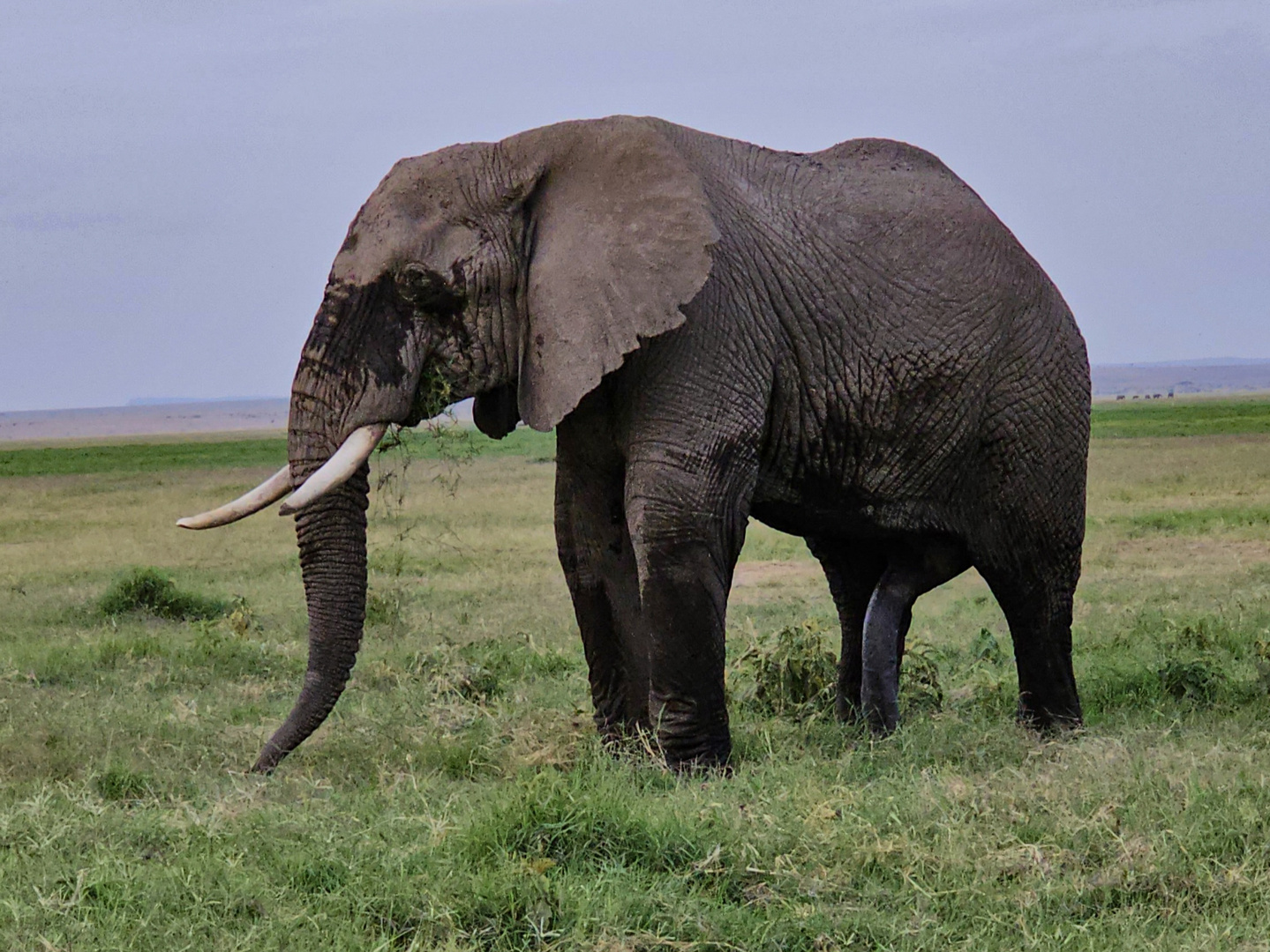 "Fünfbeiniger" Elefant