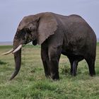 "Fünfbeiniger" Elefant