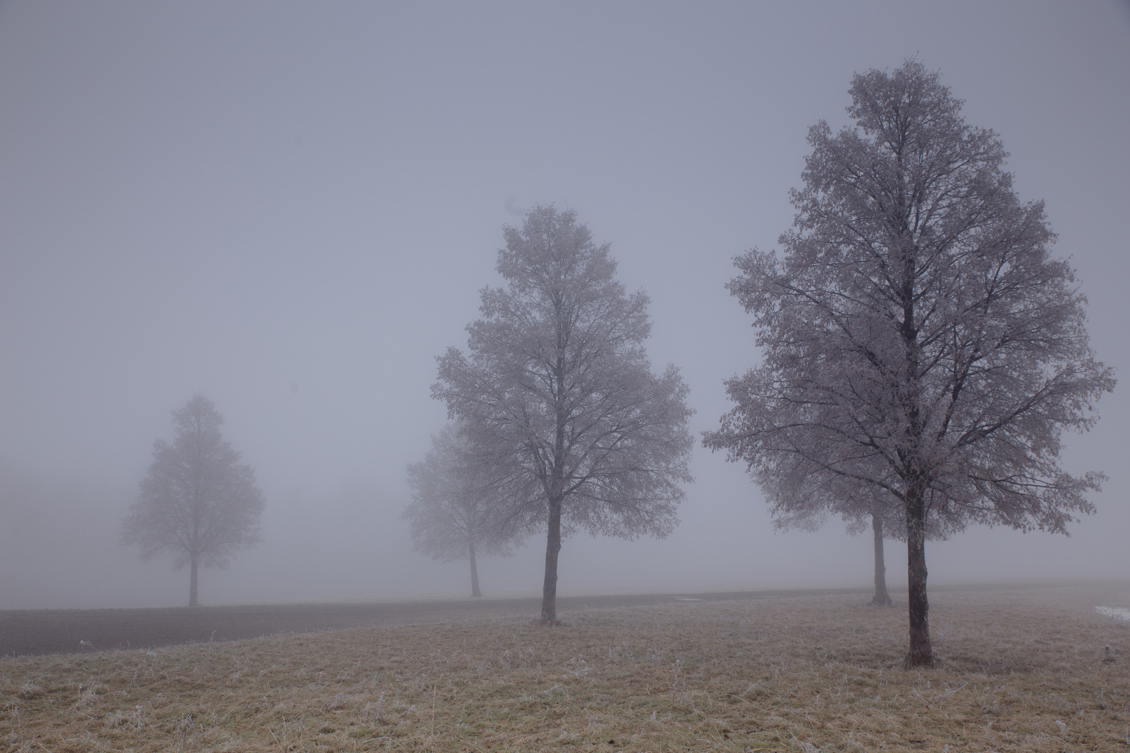 Fünfe im Nebel