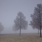 Fünfe im Nebel