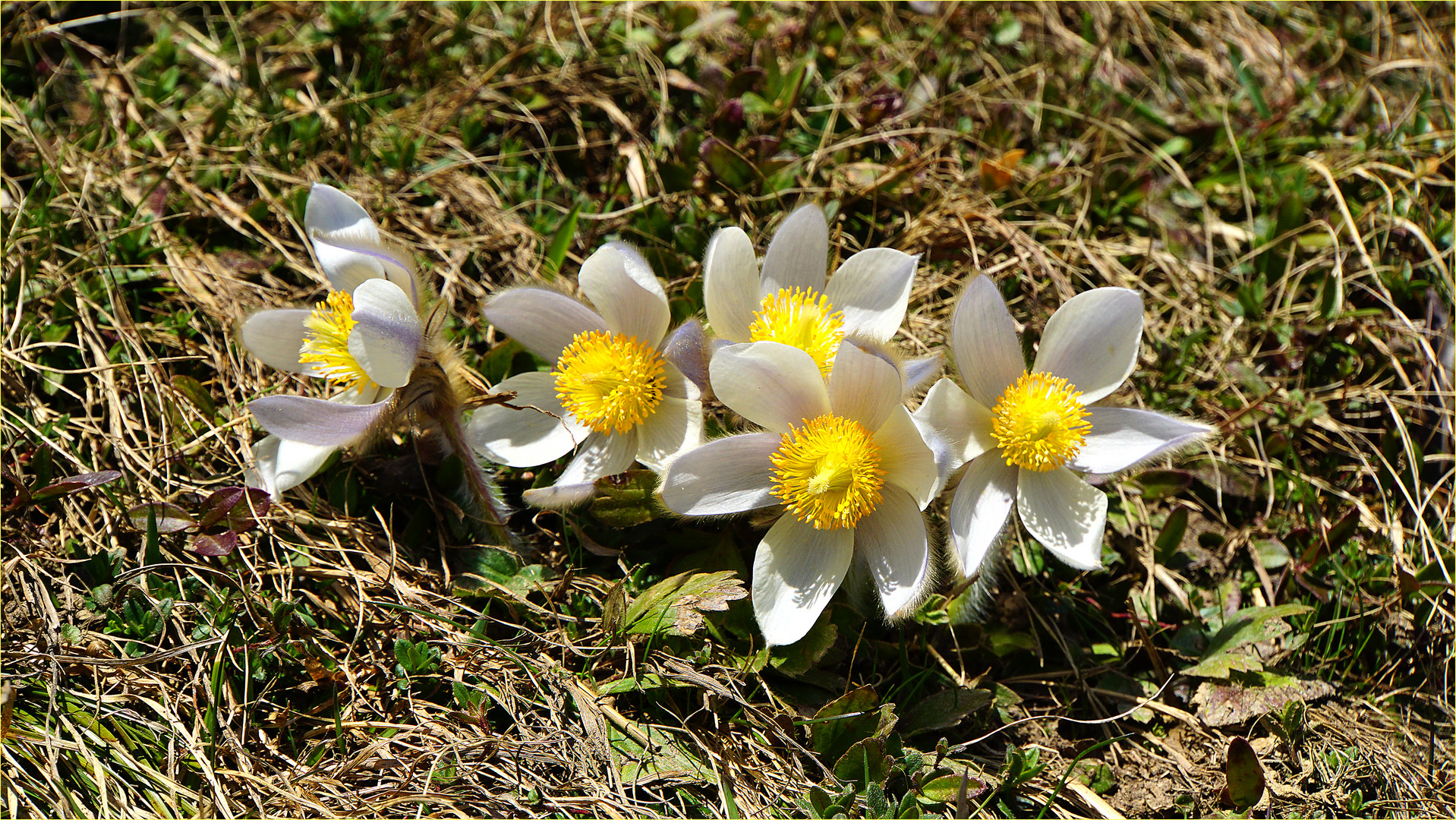 Fünffacher alpiner Mittwochsblümchengruss