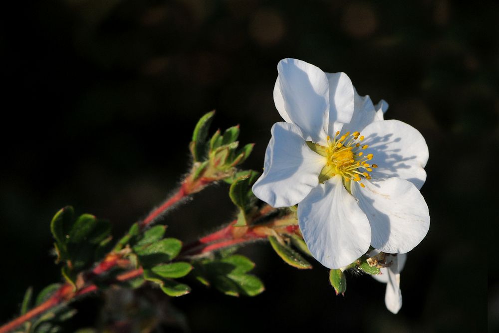 Fünffingerkraut (Potentilla fructicosa)