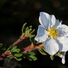 Fünffingerkraut (Potentilla fructicosa)