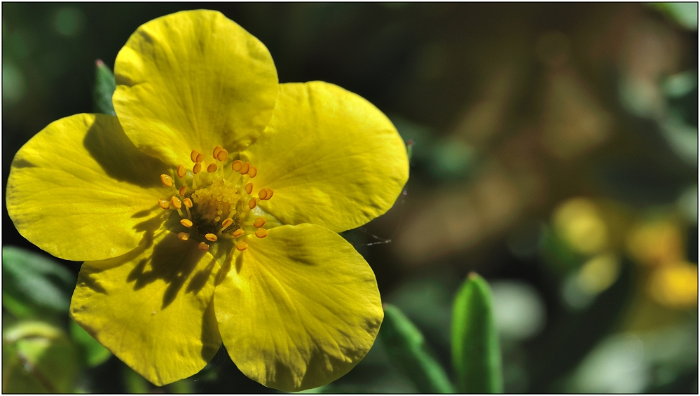 ... Fünffingerstrauch - Potentilla ...