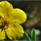 ... Fünffingerstrauch - Potentilla ...