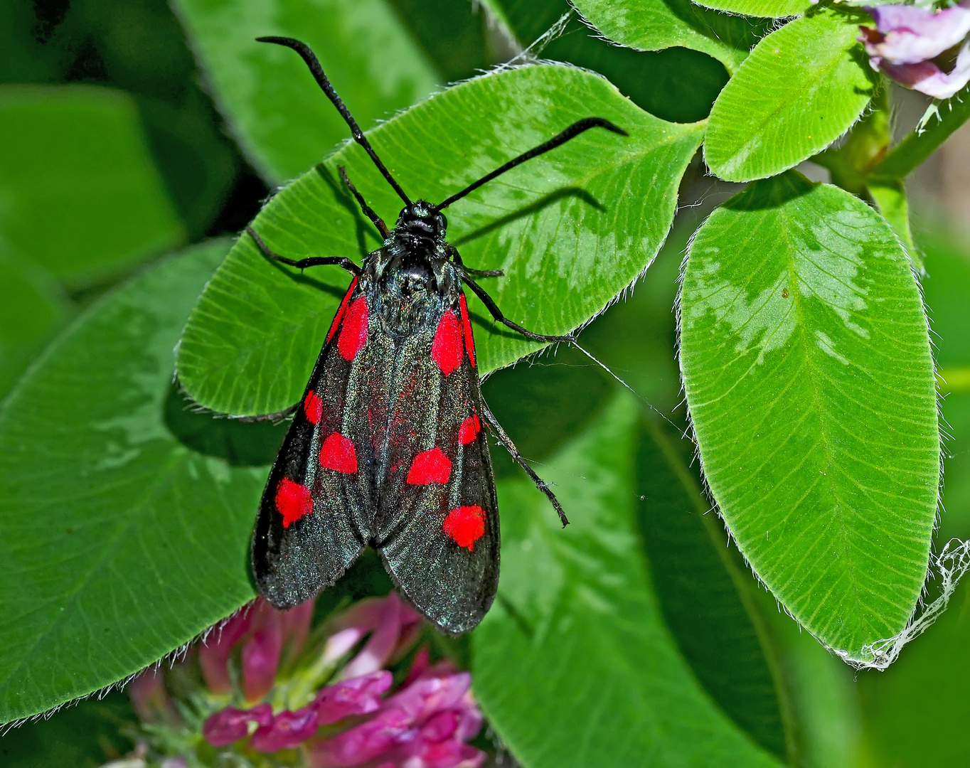 Fünffleck-Widderchen (Zygaena lonicerae) - La Zygène des bois.