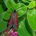 Fünffleck-Widderchen (Zygaena lonicerae) - La Zygène des bois.