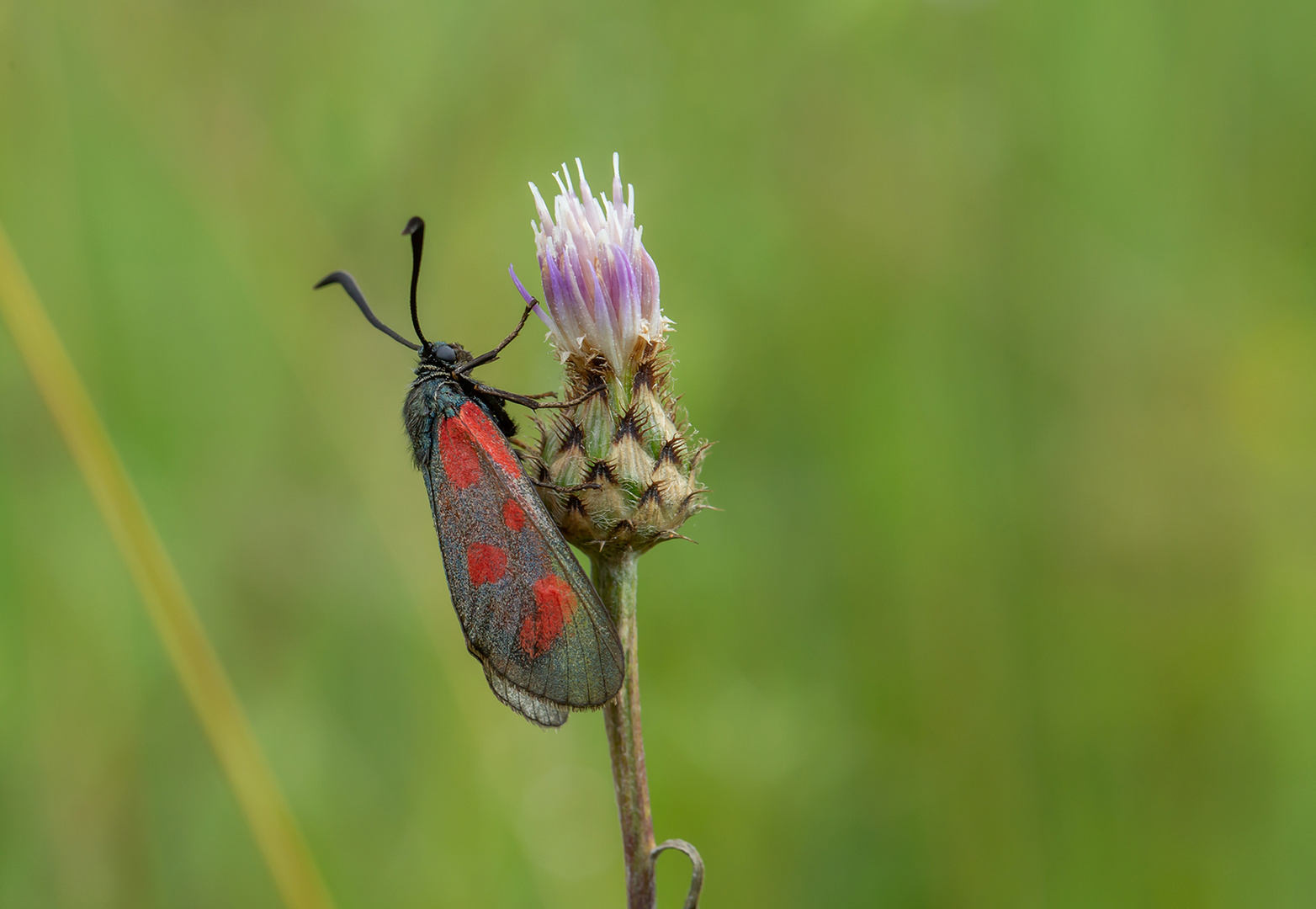 Fünffleck-Widderchen (Zygaena loti)