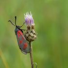 Fünffleck-Widderchen (Zygaena loti)