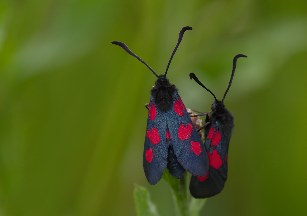 Fünffleck-Widderchen (Zygaena viciae)