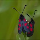 Fünffleck-Widderchen (Zygaena viciae)