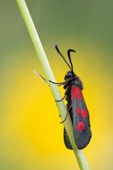 Fünfleckwidderchen - Zygaena viciae