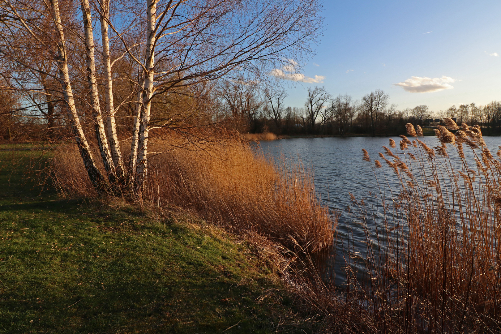 Fünflingsbirke am Schilf