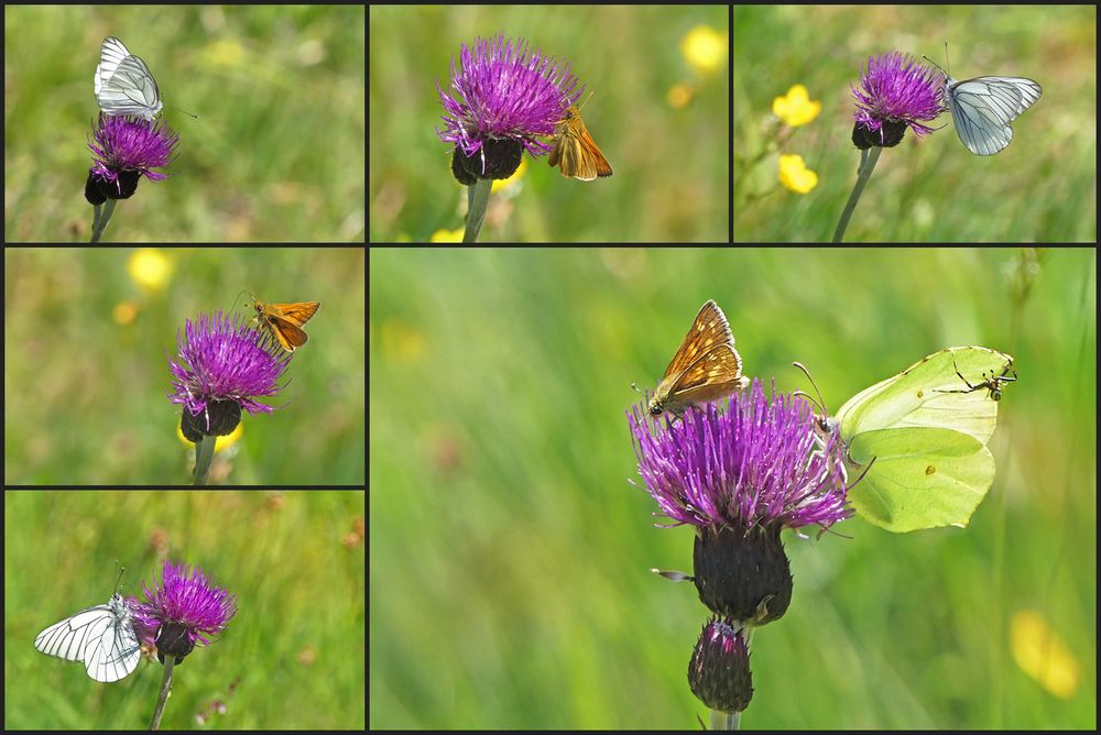 Fünfminutengeschichte auf einer Distel