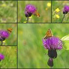 Fünfminutengeschichte auf einer Distel