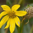 Fünfnervige Zwergsonnenblume (Helianthella quinquenervis) .