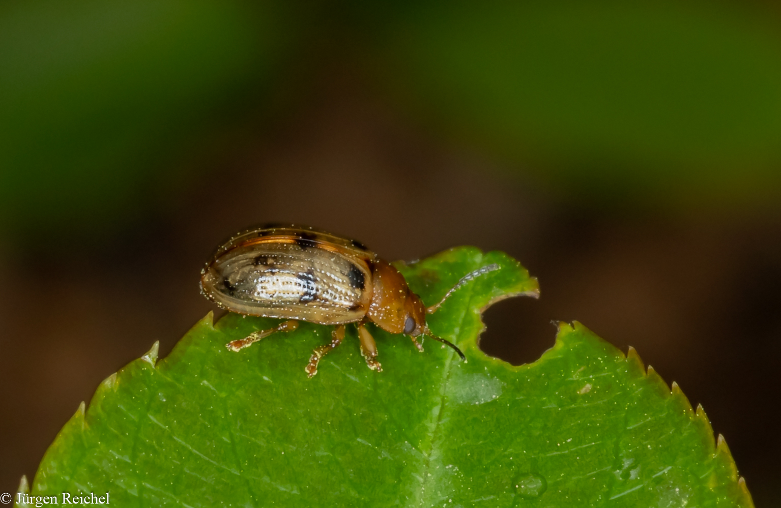 Fünfpunkt-Blattkäfer (Genioctena quinquepunctata)