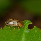 Fünfpunkt-Blattkäfer (Genioctena quinquepunctata)