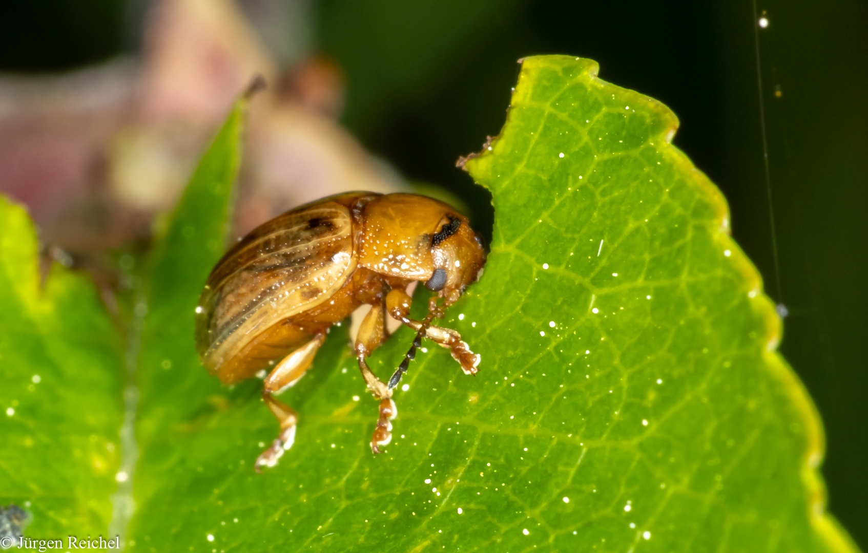 Fünfpunkt-Blattkäfer (Gonioctena quinquepunctata) 