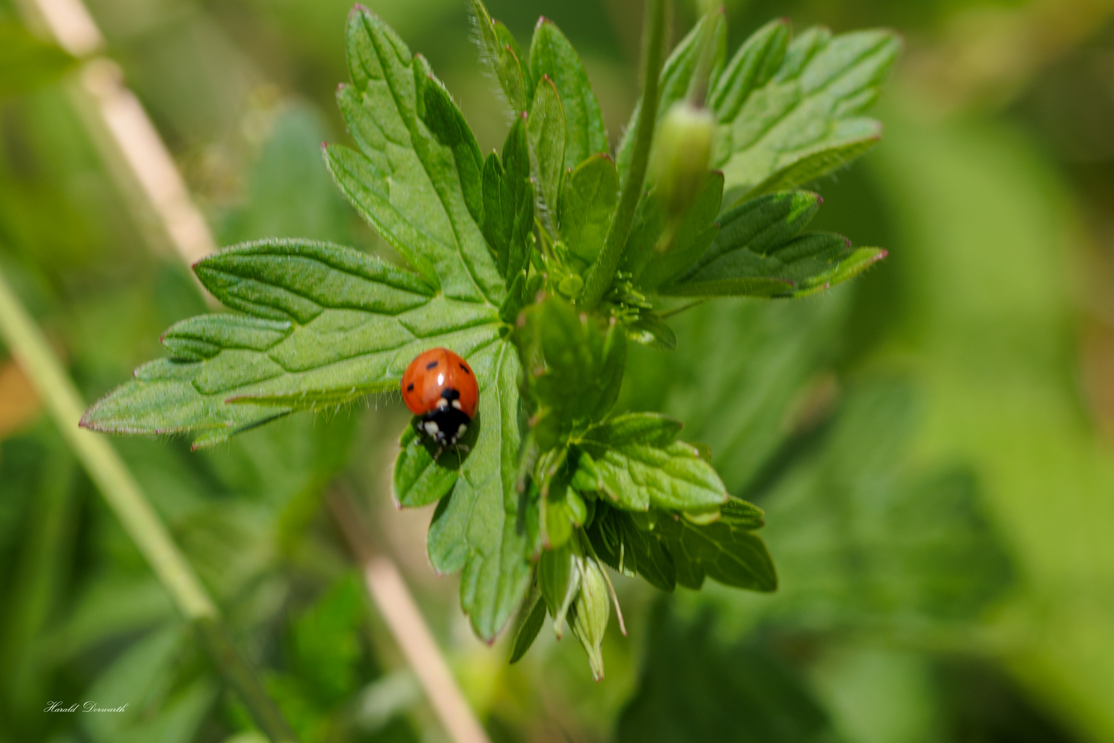 Fünfpunkt (Coccinella quinquepunctata) 3-5 mm