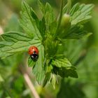 Fünfpunkt (Coccinella quinquepunctata) 3-5 mm