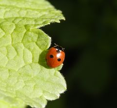 Fünfpunkt-Marienkäfer (Coccinella quinquepunctata)