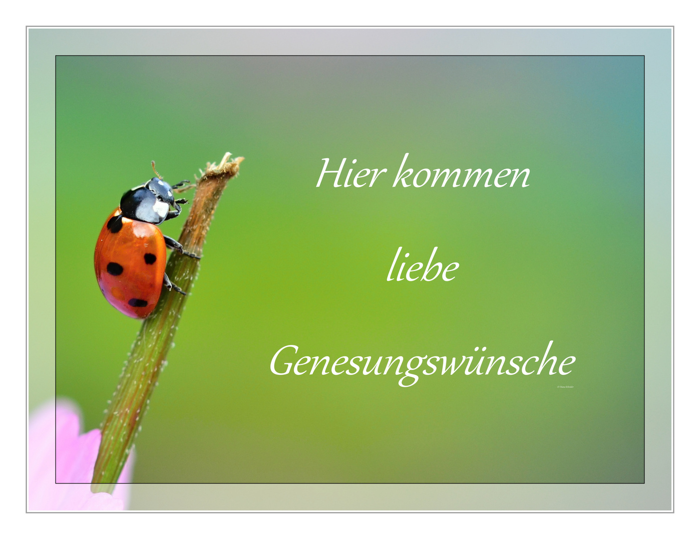 F U R Foto Bild Karten Und Kalender Gute Besserung Postkarten Bilder Auf Fotocommunity