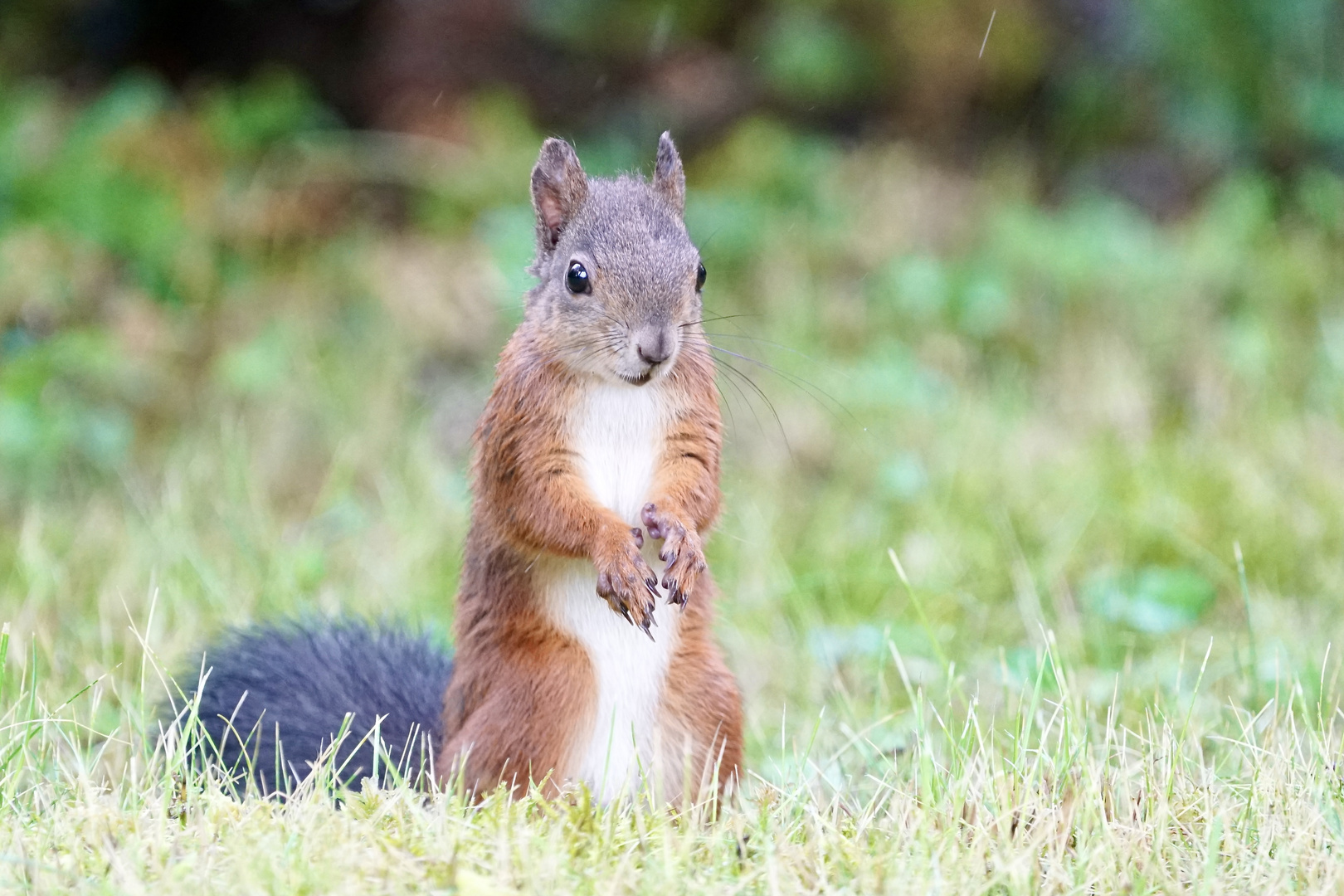 für A l i c e Foto & Bild tiere, wildlife, säugetiere Bilder auf