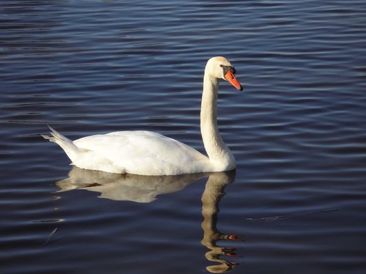 Für Alfred, er liebte Schwäne so sehr. 