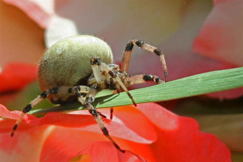 für alle Arachnophobiker & jene die es noch werden wollen