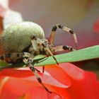 für alle Arachnophobiker & jene die es noch werden wollen