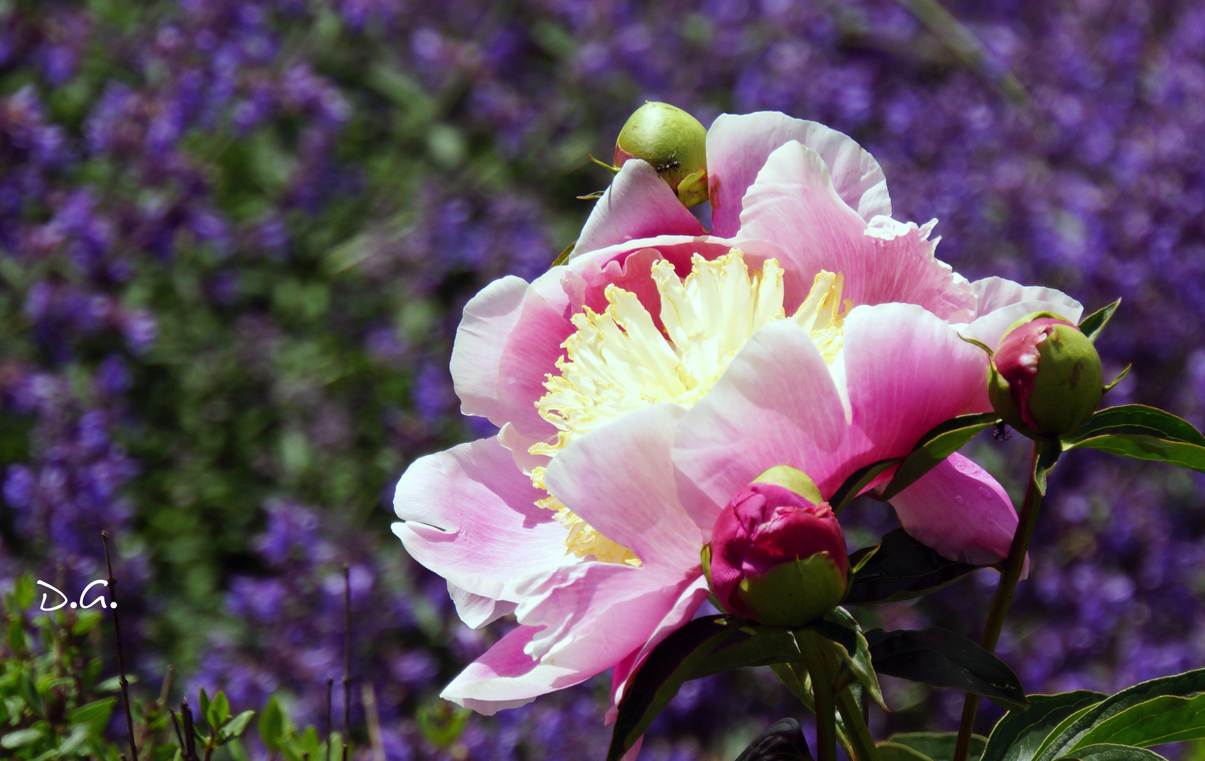 für alle blumenkinder ;-)