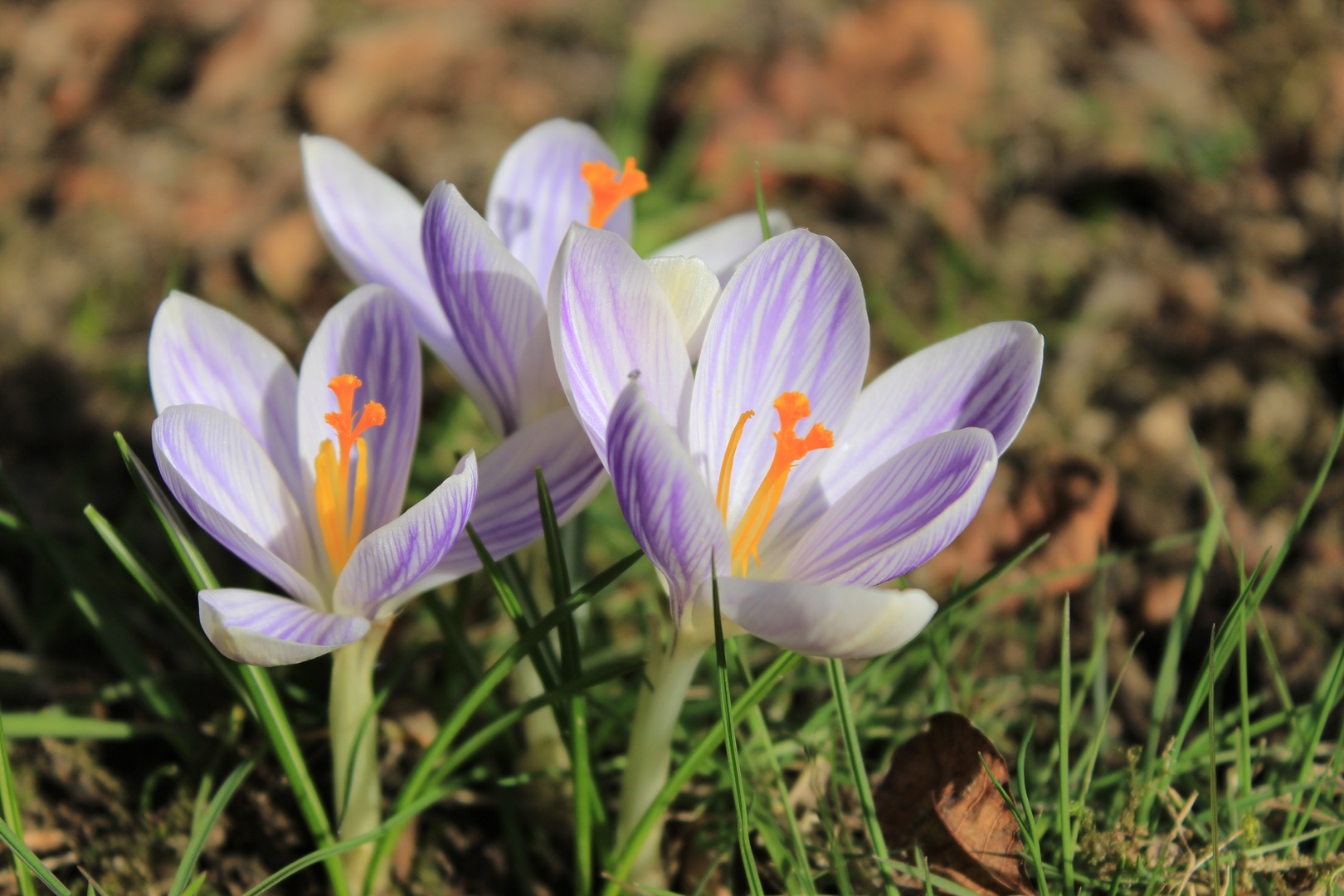 Für alle, die auch auf den Frühling warten!