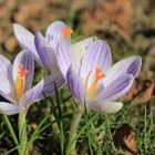 Für alle, die auch auf den Frühling warten!