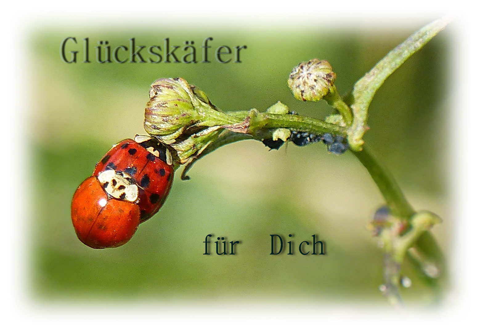 Gebrauchen Gebrauchen