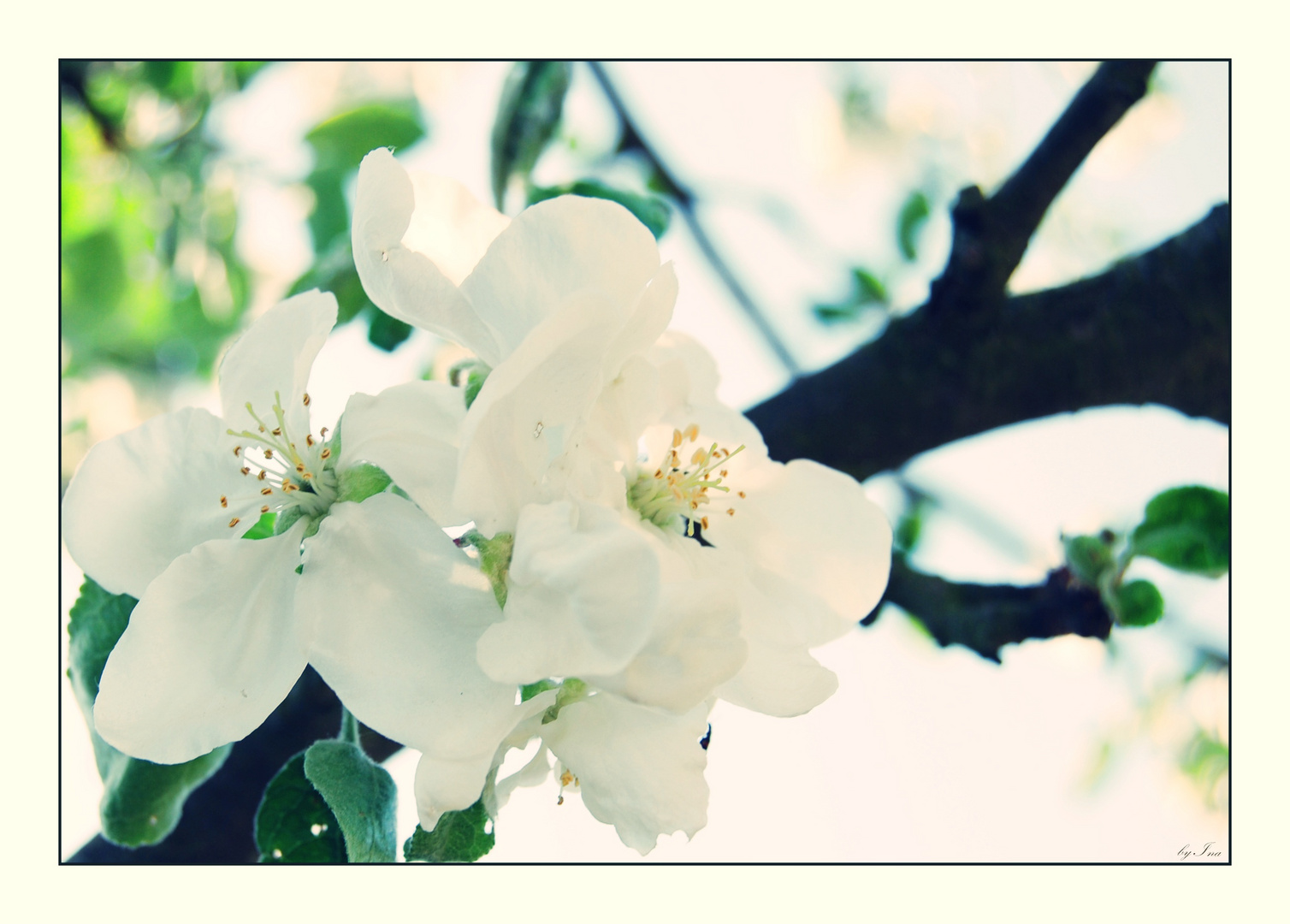 ...für alle die den Frühling lieben!