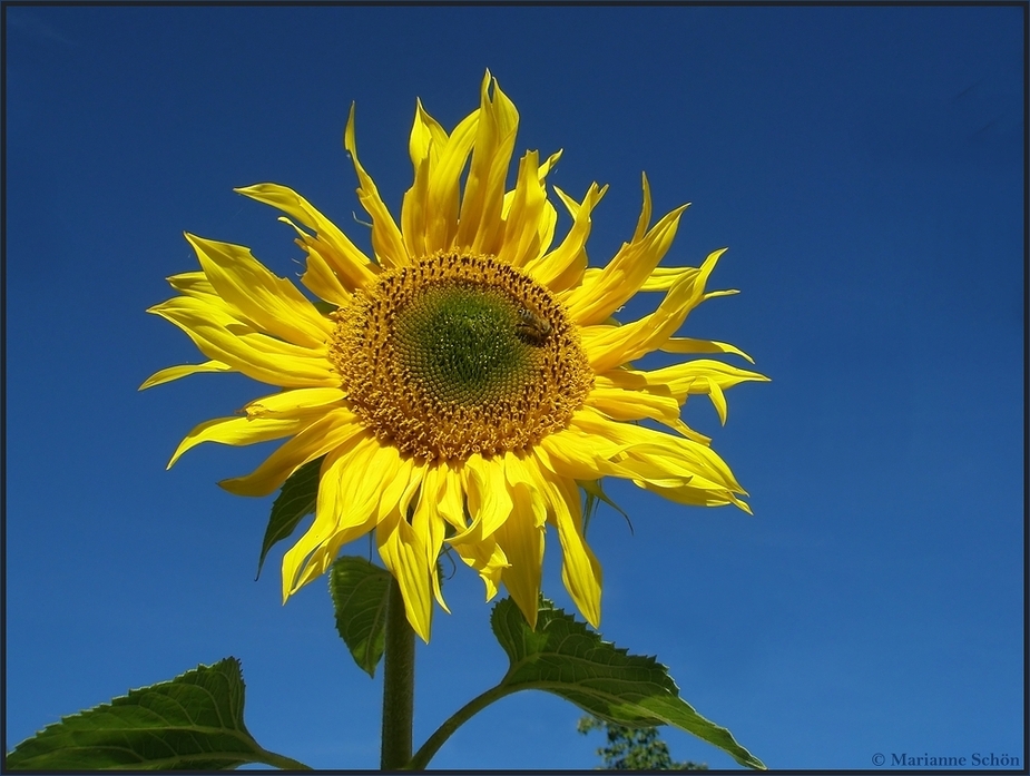 Für ALLE die die Sonne vermissen