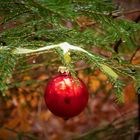 Für Alle die ich "vergaß" zu besuchen - Danke und Frohe Weihnachten